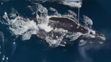 Proceso de colocación de la CRITTERCAM a una ballena franca. Foto: gentileza equipo de investigación.