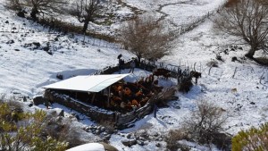Nueva ola polar en la Patagonia: cuándo llega el frío y cuáles son los lugares afectados por alerta meteorológica