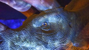 Últimos días para ver la Exposición «Viven Dinosaurios» en Portal Patagonia de Neuquén