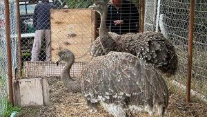 Rescataron a dos ñandúes de una casa de Cutral Co: la dueña quería crear «una granja educativa»