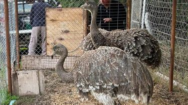 Rescataron a dos ñandúes de una casa de Cutral Co. Crédito gobierno de Neuquén.