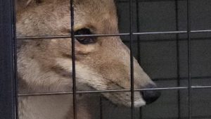 La peor noticia: murió el zorro atropellado por un auto de alquiler a turistas en Bariloche