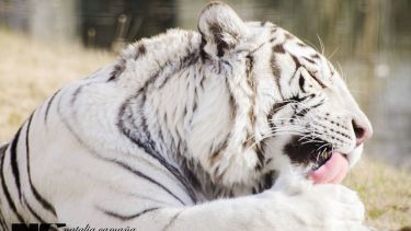 Bubalcó Patagonia: este fin de semana celebra el mes de la niñez con promociones y diversión