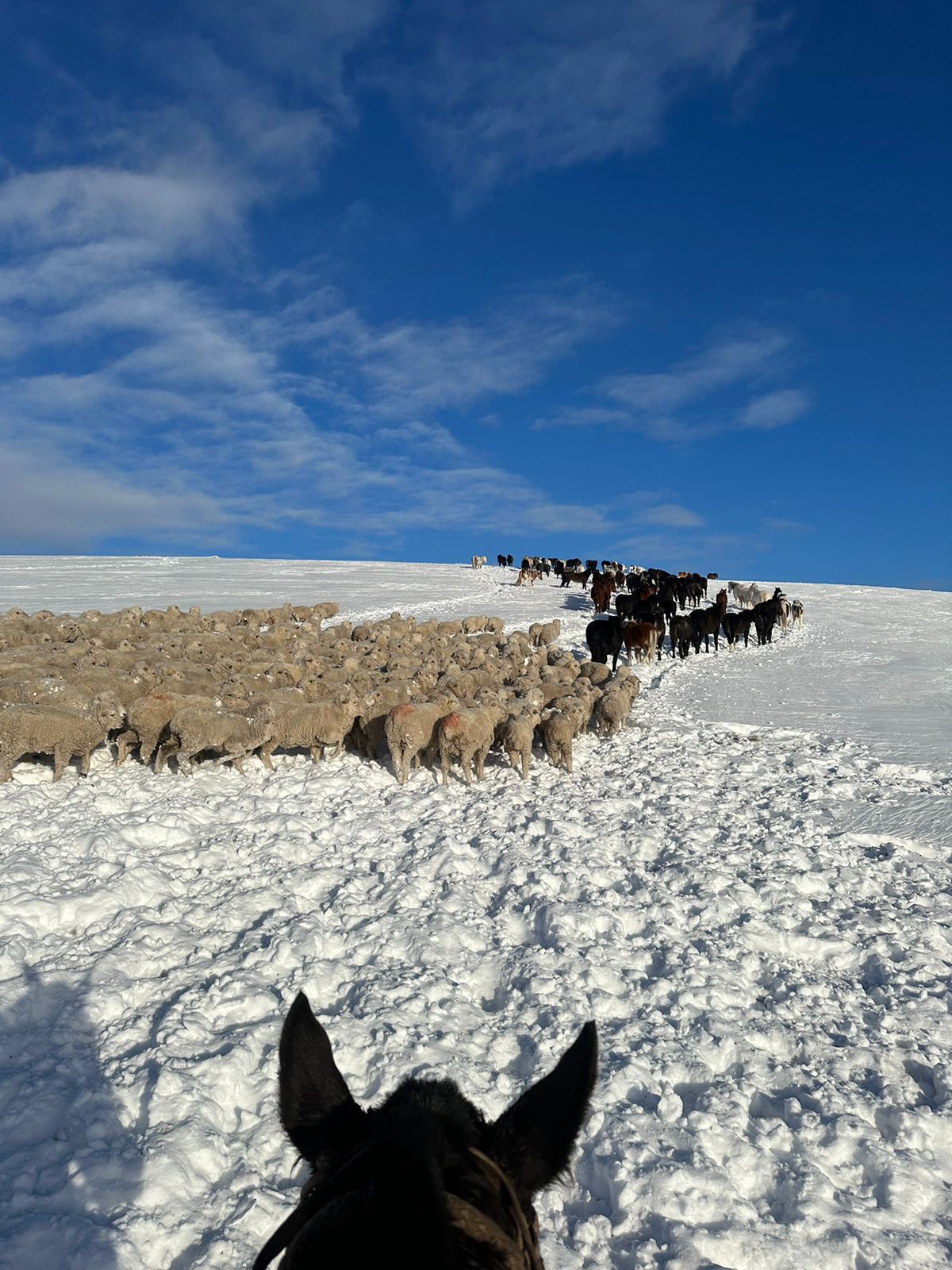 Cuando la nieve se derritió en su campo de Santa Cruz, encontró 2.000 ovejas muertas