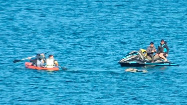 Muy cerca de una ballena franca. Se viralizó un video del mes de julio de este año que encendió la polémica sobre los protocolos que los particulares deben respetar al cruzarse con un cetáceo en áreas marinas recreativas
