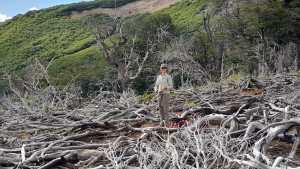 La historia de los que trabajan para restaurar un bosque nativo ancestral en Neuquén