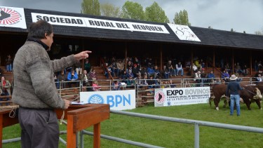 En el remate se establecen los precios que tiene el ganado de calidad en la región (Sociedad Rural del Neuquén)
