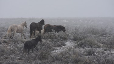 La nieve llegó a los puestos en Roca. Foto Andrés Maripe