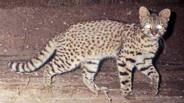 Alertan por la caza de gato montes en Neuquén. Foto:Neuquén Informa. 