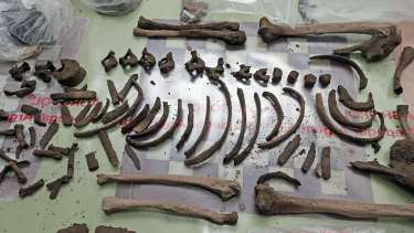 El esqueleto fue recuperado de una obra en la calle Lanín al 700 en 2020 (Neuquén Informa)