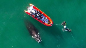Video: una ballena acompañó en Las Grutas el recorrido de una lancha que llevaba gente a bucear
