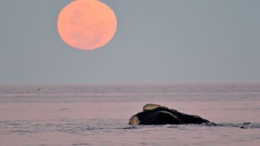 «Esto es un sueño»: Fue a filmar a las ballenas y la luna llena en Puerto Madryn, pero no imaginó tanto