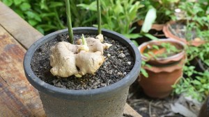 Jengibre en maceta: el truco fácil para hacerlo crecer en solo 15 días