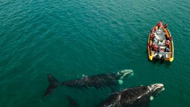Los pasajeros se maravillan con la experiencia del avistaje. Las ballenas asombran