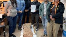 Imagen de Preservar la prehistoria: restos fósiles de dinosaurios fueron incorporados al patrimonio del museo de Ciencias Naturales de la UNCo