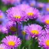 Imagen de Qué plantar en septiembre para tener un jardín lleno de flores en primavera