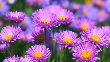 Renová el jardín en septiembre: las plantas que florecen en primavera y son fáciles de cuidar