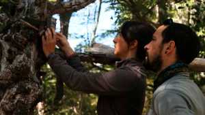 Ilaria, la bióloga italiana que estudia una especie de gato amenazado en bosques de la Patagonia 