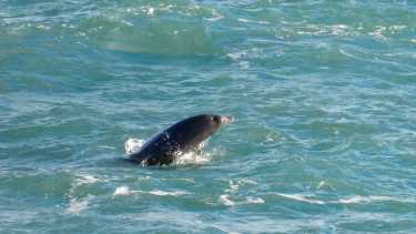 El golfo San Matías, uno de los más importantes en diversidad ecológica de la Patagonia. 