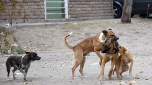 Brutal ataque de perros a una mujer de Cipolletti: terminó con graves lesiones