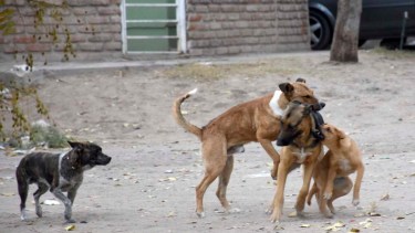Las mordeduras de perros aumentaron en el 2024. Foto: archivo. 