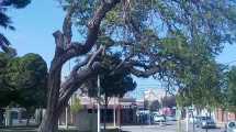 Imagen de Talaron un árbol de valor histórico y botánico con más de 50 años de vida en Río Colorado