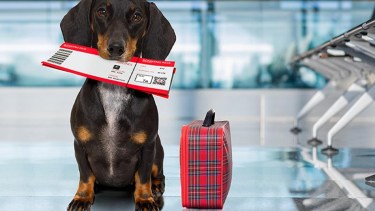 Si vas a viajar con tu mascota, seguí estos consejos. Foto: archivo.