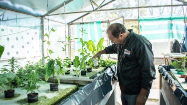 Carpa y ajos, la alternativa de acuaponía en Río Negro.