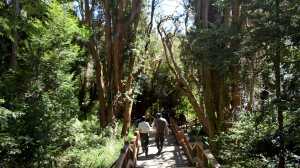 Multa récord y obligación de reforestar: detectaron la tala de especies protegidas en Villa La Angostura