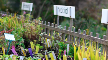 Las plantas tienen muchas propiedades medicinales y son fáciles de conseguir. 
