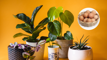 Las cáscaras de huevo tienen varios beneficios que las hacen perfectas para mejorar el crecimiento y la salud de tus plantas. 