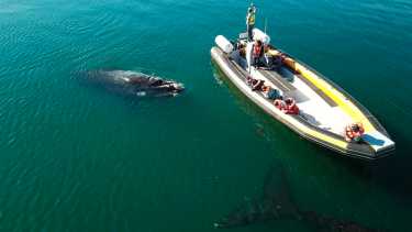 El Golfo San Matías abrió la temporada de avistaje y el finde celebra las «Infusiones de Mar»
