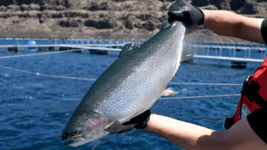 De exportación. Las truchas viajan desde Piedra del Águila a destinos como Japón, Canadá o EEUU.