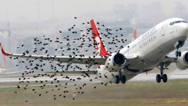 Un bird strike demoró un vuelo en Neuquén. Foto: gentileza. 