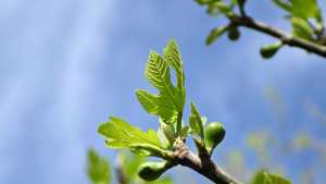 Calor y mucho viento en el Alto Valle esta semana: los días claves con ráfagas de hasta 69 km/h