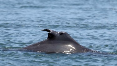 El delfín nariz de botella con la herida cicatrizada en una foto del último verano en Puerto San Antonio Este, a 65 km de Las Grutas. Lo apodaron “Magnum”.