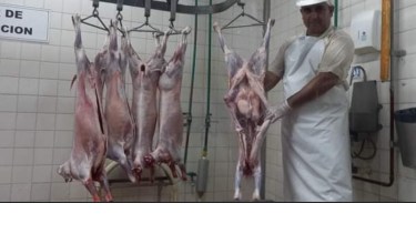 La faena de chivitos en Chos Malal comenzará antes de la veranarada (Cordecc Sapem)