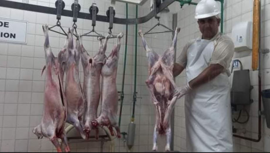 El matadero de Chos Malal es el único habilitado por Senasa con tránsito federal (Cordecc Sapem)