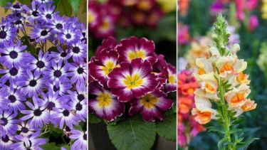 Diez plantas de exterior fáciles de cultivar en septiembre: crecen muy rápido