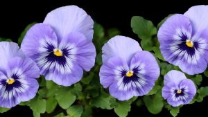 Diez plantas de exterior ideales para sembrar en noviembre: crecen rápido y resisten todo