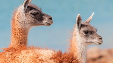 Los guanacos son herbívoros nativos de Sudamérica.
