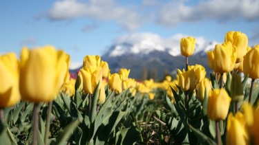 Campo de tulipanes en Trevelin. Foto Turismo Trevelin.  