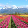 Imagen de Tres lugares de la Patagonia para ver tulipanes: del gran campo de Trevelin y los nuevos jardines de Neuquén y Río Negro