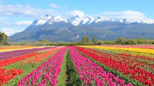 Tres lugares de la Patagonia para ver tulipanes: del gran campo de Trevelin y los nuevos jardines de Neuquén y Río Negro