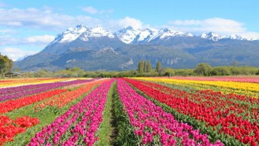 Campo de tulipanes en Trevelin. Foto Turismo Trevelin.  
