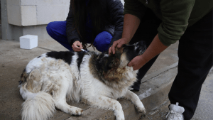 Vacunarán contra la rabia a perros y gatos en Roca: día, horario y requisitos