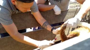 Choele Choel: así se vincula la UNRN con el sector ganadero productivo de Valle Medio