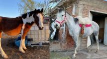 Imagen de El daño de robar caballos: niños con discapacidad sufren lo ocurrido en Fernández Oro