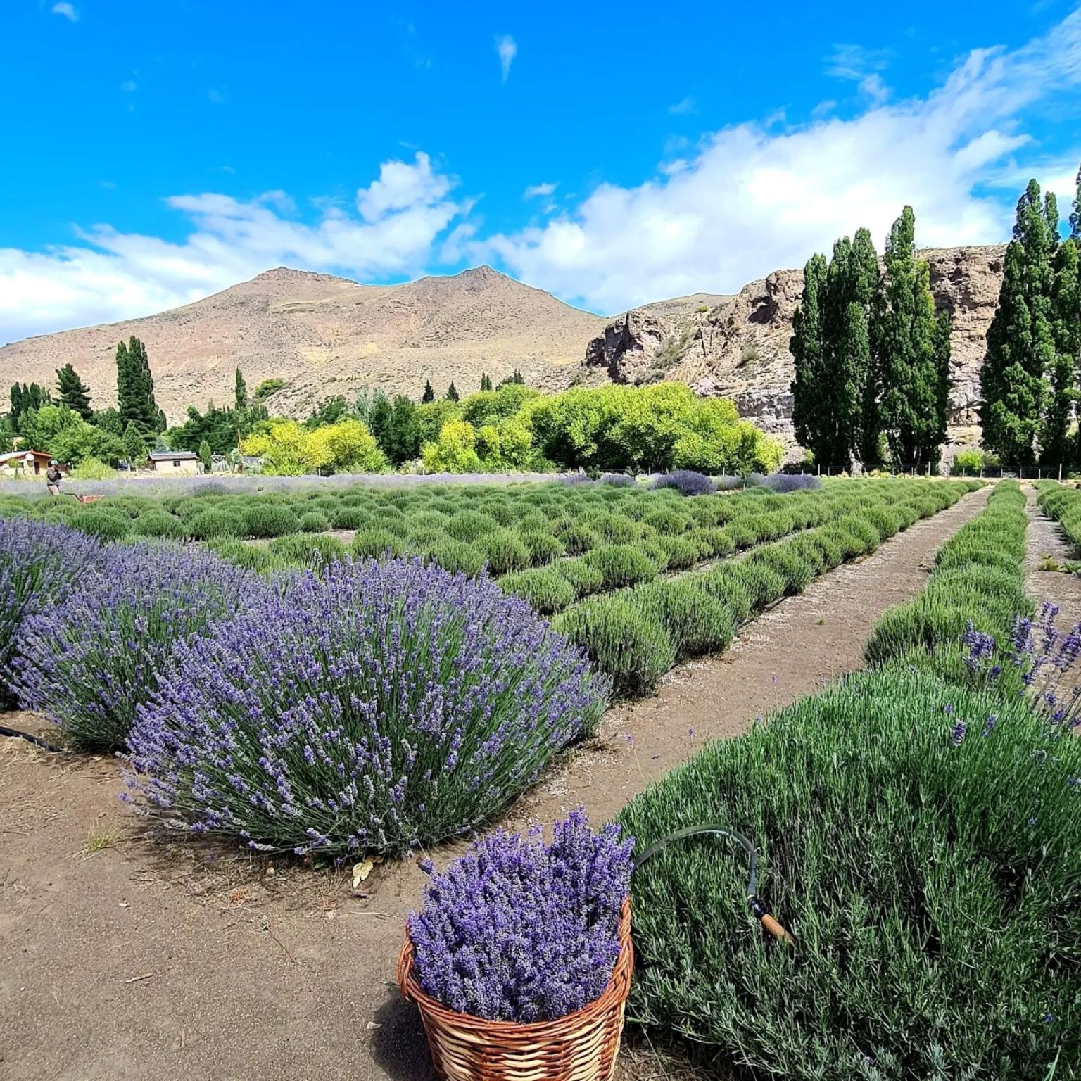 Lavandas en la Patagonia: el parque agroecol&oacute;gico que florece cada verano a minutos de Bariloche