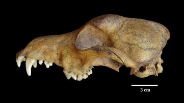 Científicos estudiaron los restos de un perro que había sido hallado en la meseta de Somuncurá. Crédito UNLP